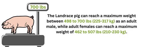 Landrace Pig - A Good Pig Breed For Commercial Farming - FarmerDB