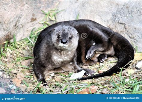 Spotted-necked Otter, Phoenix Zoo, Phoenix, Arizona United States Stock ...
