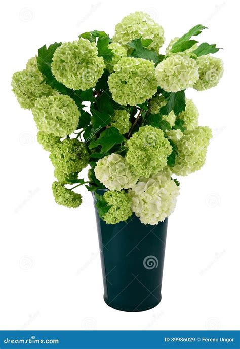 Snowball Viburnum Bush stock image. Image of enamel, rose - 39986029