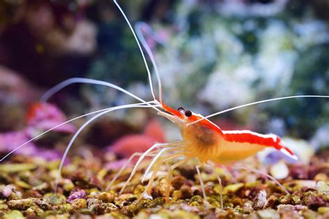 Are Shrimps or Lobsters Insects? (+ Interesting Facts)