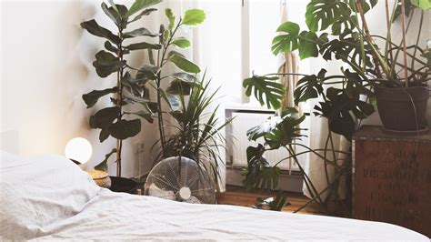 Decorate your bedroom with plants | Patch