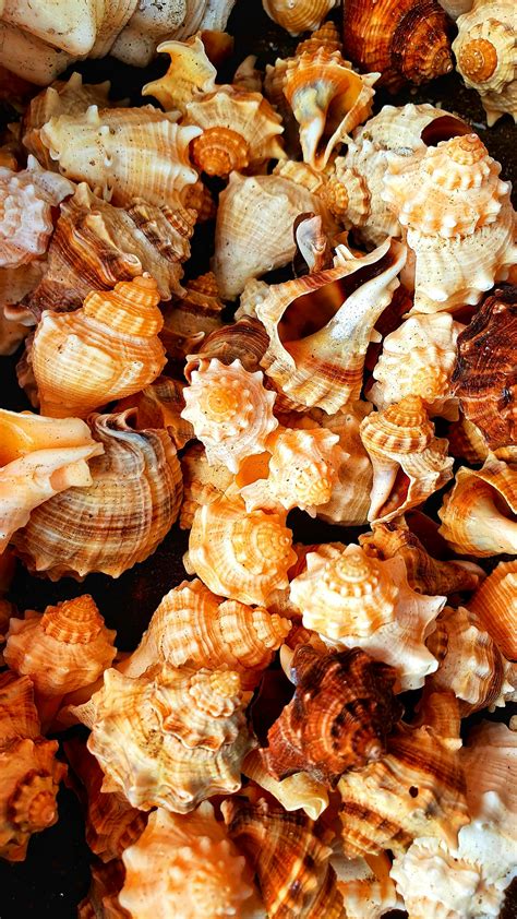 Image result for Hard Sea Shells