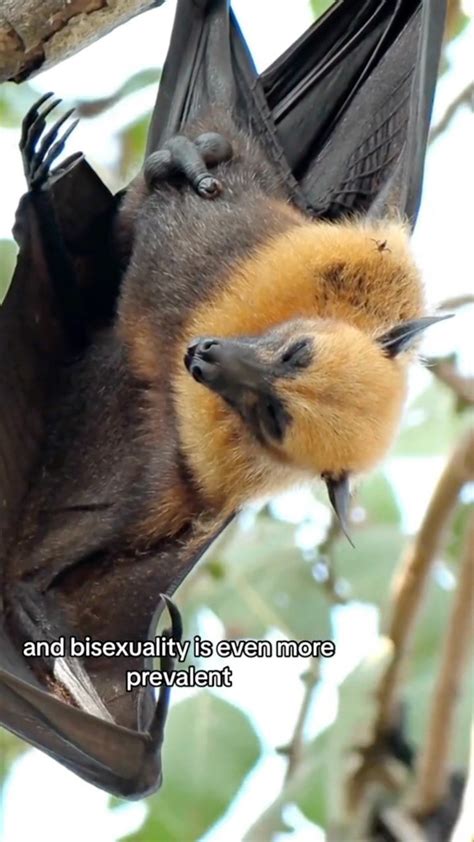 Image result for How Do Blimps Work