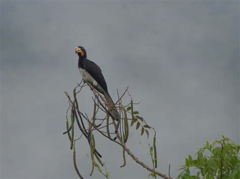 Congo Pied Hornbill - eBird