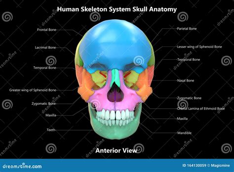 Skull a Part of Human Skeleton System Anatomy Anterior View with ...