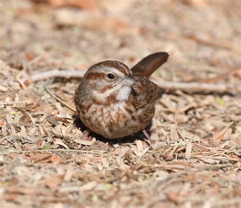Image result for Sparrow Identification Guide
