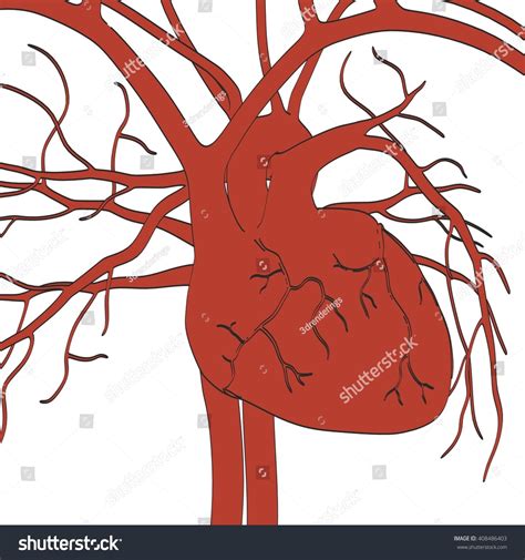 Image result for Circulatory System Animation