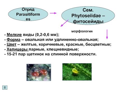 Класс паукообразные: клещи