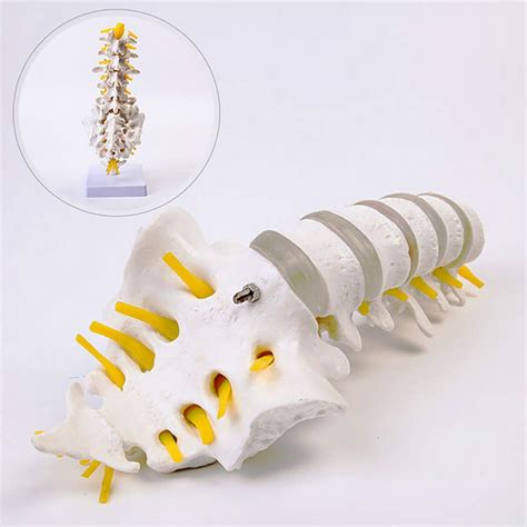 Buy XIEJI Anatomical Human Spine Model Consists of 5 Lumbar Vertebrae ...