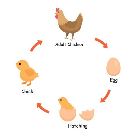 Life cycle of chicken from egg, hatching, chick to adult chicken ...