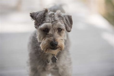 The Schnauzer Poodle Mix aka the Schnoodle - Dogable