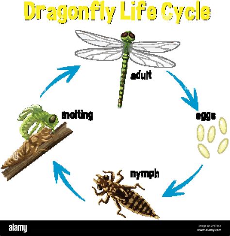 Bee Fly Life Cycle