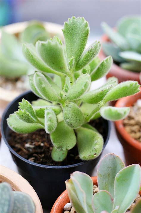 Different Names Succulents