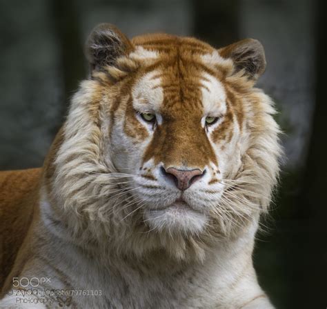 Sapphire by Alida Jorissen, via 500px (With images) | Golden tabby ...