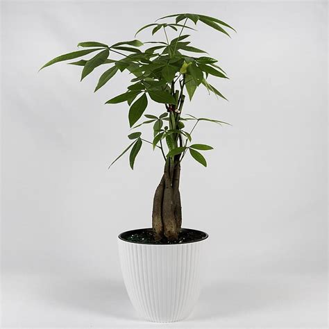 TropicalPlants.com 6-in Money Tree in Resin Planter in the House Plants ...