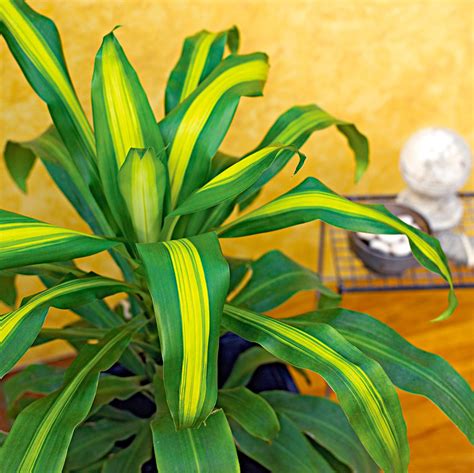 Dracaena Fragrans Corn Plant