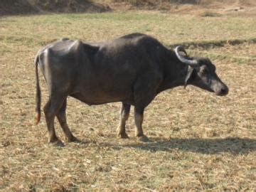 Kalahandi | Dairy Knowledge Portal