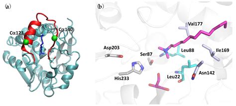Structure and Dynamics of an Archeal Monoglyceride Lipase from ...