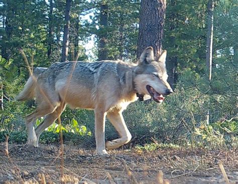 Wolves California 的图像结果