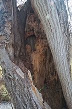 Image result for Tree Trunk Furniture Ideas