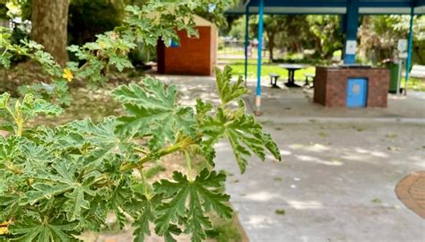 VIOLET TOWN LIONS PARK - All You Need to Know BEFORE You Go 2026 (with ...