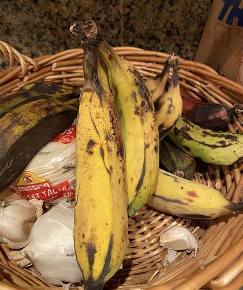 Gros Michel Banana Grow Guide - Tropical Tree Guide