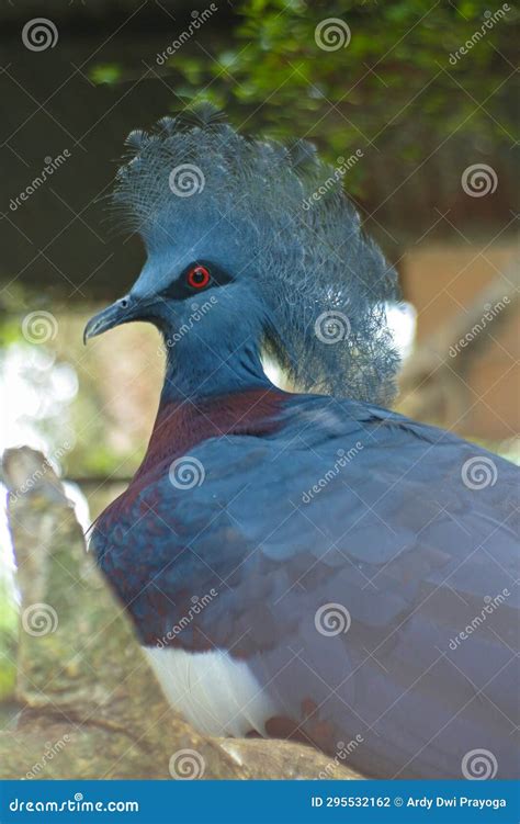 Mambruk Victoria or Goura Victoria is One of the Three Crowned Pigeons. Stock Photo - Image of ...