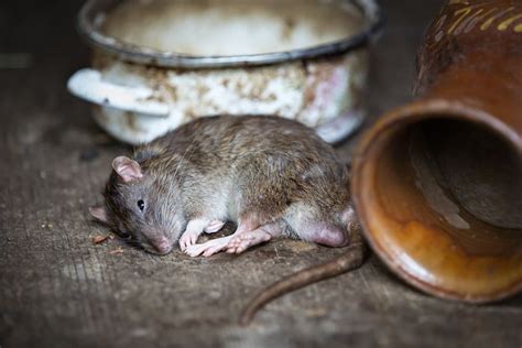 Cara Cepat Menemukan Tikus Mati Dalam Rumah - Primadaily.com