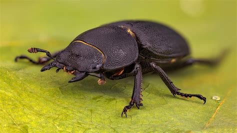 Download wallpaper nature, insect, Dorcus parallelipipedus, section ...