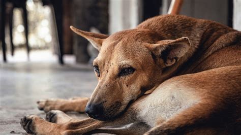 Villagers Insert Stick In Dog's Mouth, Break Teeth Using Pliers In MP ...