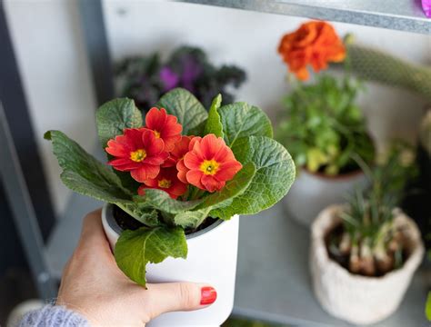 6 Best Winter Plants For Pots