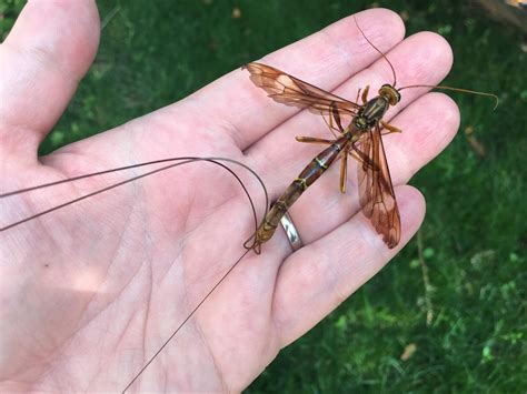 Giant Ichneumon Wasp