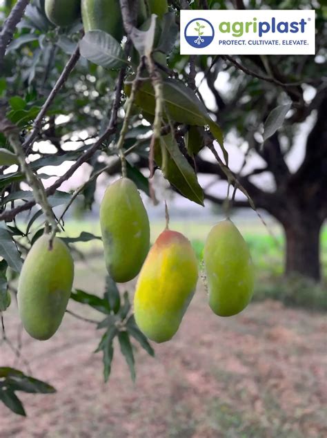 Mango Farming in India: Complete Guide 2026