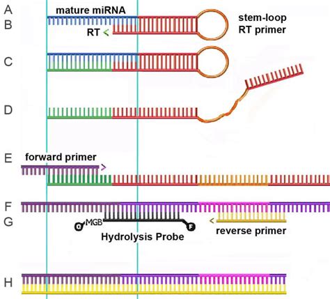 RT-PCR Method 的图像结果
