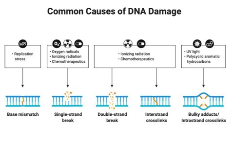 Image result for DNA Problem