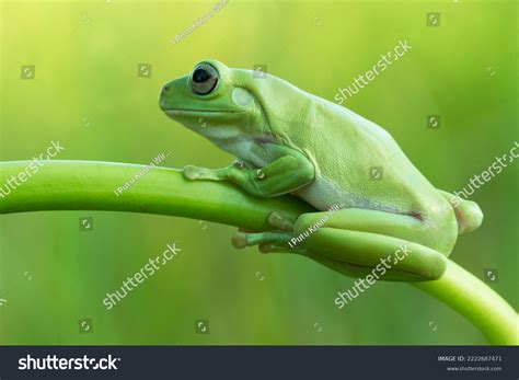 Green Tree Frog 的图像结果