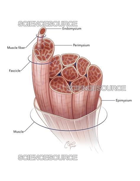 Image result for Skeletal Muscle Structure Labeled