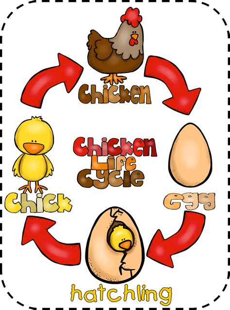 Animal feet and chicken life cycle – Artofit