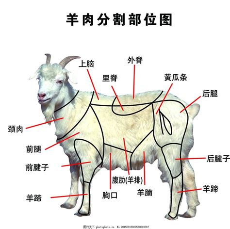 羊肉分割图,动物素材,设计素材,设计模板,汇图网www.huitu.com