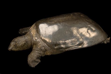 Biggest freshwater turtle nears extinction in Southeast Asia