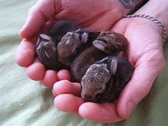 Image result for Very Cute Baby Bunny