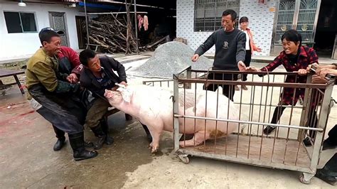农村一种用来喂猪的野草，卖到10块钱一斤，还搬上了餐桌！