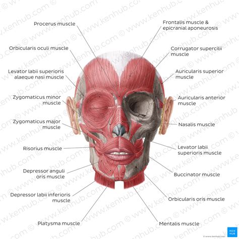 Learn the facial muscles with quizzes & labeled diagrams | Kenhub