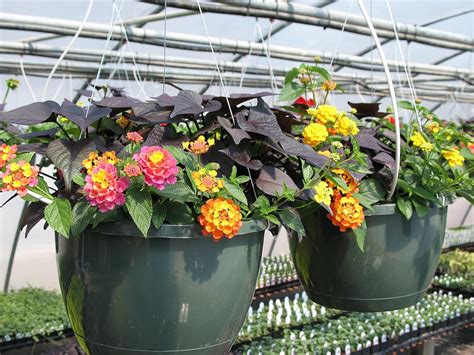 Creative Farmer Fast Growing Seeds Flower Lantana Camara Hanging Basket ...
