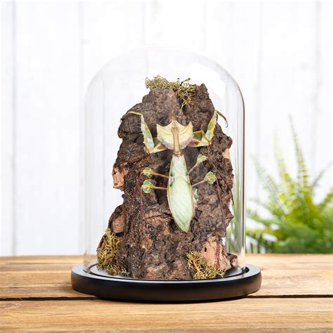 Devil's Flower Mantis In Still Life Dome with Wooden Base (Idolomantis ...