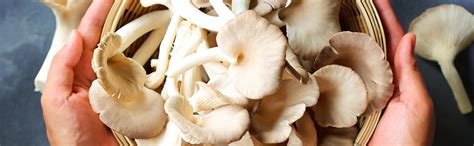 Gachwala White Oyster Mushroom Spawn - (Pack of 200 Gm), High Yield ...