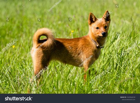 Dogs That Look Like Foxes