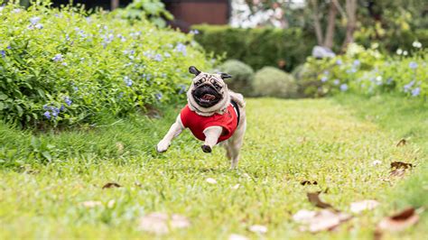 Grub Gone, Pets Happy: The Pet Safe Grub Killer Guide