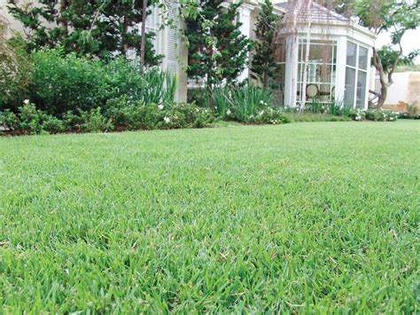 8 Grass Types Found in Australia | Turf Guide | myhomeTurf