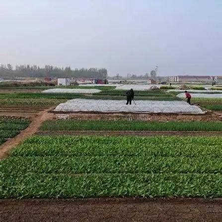 河北安平1.5万棵景观树遭砍伐破坏，村民称土地流转费迟迟未到账只能复耕_手机新浪网